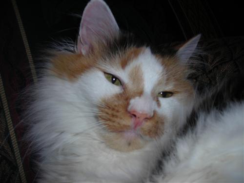 Sam, my cat! 
